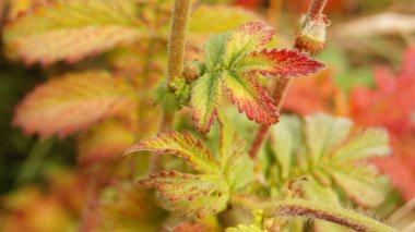 Bright colors of autumn. Colored paints on the leaves and on the grass. Autumn background for phones and tablets.