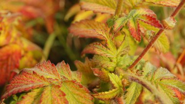 Bright colors of autumn. Colored paints on the leaves and on the grass. Autumn background for phones and tablets.