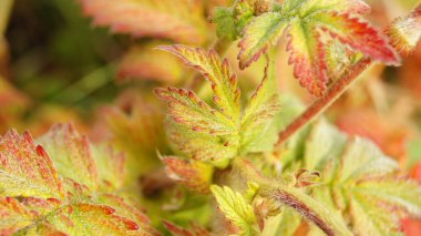 Bright colors of autumn. Colored paints on the leaves and on the grass. Autumn background for phones and tablets.