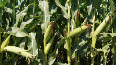 Ukrainian field with a new corn crop. Field road in a field with corn. Agro-industrial background for phones and tablets. The fields of the village of Verbiv in the Berezhany region are sown.