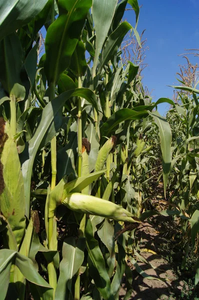 Ukrainian field with a new corn crop. Field road in a field with corn. Agro-industrial background for phones and tablets. The fields of the village of Verbiv in the Berezhany region are sown.