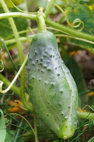 Natural Food Garden Products Garden Zucchini Cucumbers Ukrainian Gorodets Background — Fotografia de Stock