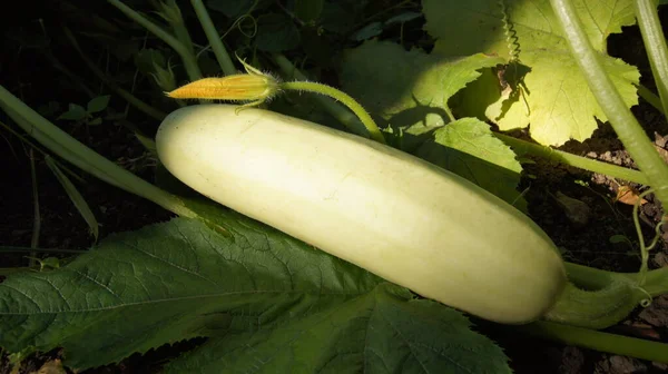 Natural food from the garden. Products from the garden: zucchini and cucumbers. Ukrainian Gorodets. Background with garden vegetables for phones and tablets.