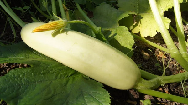 Natural food from the garden. Products from the garden: zucchini and cucumbers. Ukrainian Gorodets. Background with garden vegetables for phones and tablets.