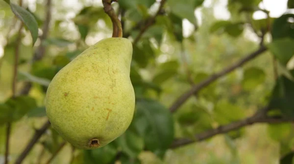 Orchards Ukraine Vegetables Fruits Background Phone Tablet Pear Fruits — Stock Fotó
