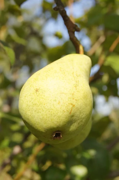 Orchards Ukraine Vegetables Fruits Background Phone Tablet Pear Fruits — Stock Fotó