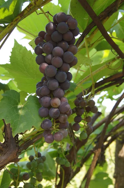 Ripening Bunches Grapes Ukrainian Berry Background Grapes Phones Tablets — 스톡 사진