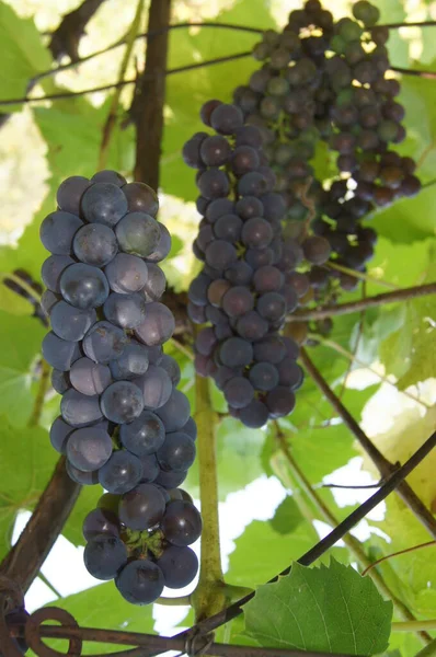 Ripening Bunches Grapes Ukrainian Berry Background Grapes Phones Tablets —  Fotos de Stock