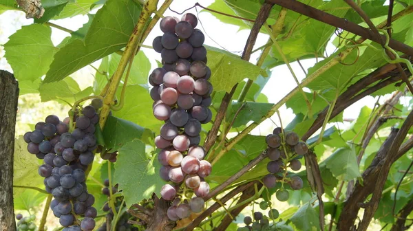 Ripening Bunches Grapes Ukrainian Berry Background Grapes Phones Tablets — 스톡 사진
