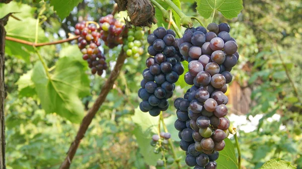 Ripening Bunches Grapes Ukrainian Berry Background Grapes Phones Tablets — Stock Photo, Image