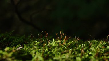 Yaşlı ağaçların dekoratif fotoğrafı. Doğadaki simbiyoz: bitkiler ve yaşlı ağaçlı böcekler. Telefon ve tabletler için eski ağaçlarla arka plan. 