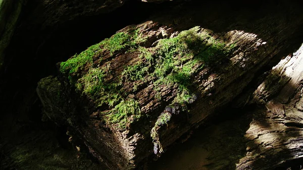 Foto Decorativa Vecchi Alberi Simbiosi Natura Piante Insetti Con Alberi — Foto Stock