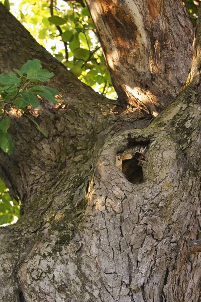 Decorative Photo Old Trees Symbiosis Nature Plants Insects Old Trees — Stock Photo, Image