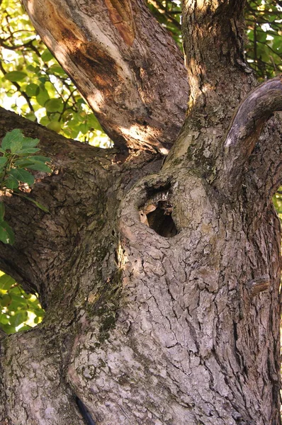 나무의 에서의 나무를 전화와 태블릿을 나무들이 — 스톡 사진