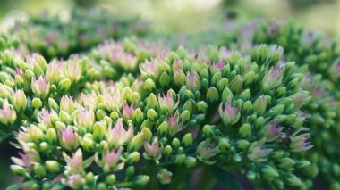 Taşrop sıradan, dekoratif. Telefon ve tabletler için renklerle donatılmış bir arka plan. Ukraynalı Flora. Vahşi doğada yeşil turizm. 