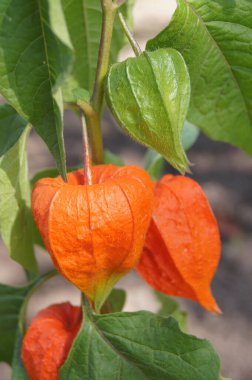 Physalis dekoratif. Telefon ve tabletler için renklerle donatılmış bir arka plan. Ukraynalı Flora. Vahşi doğada yeşil turizm. 