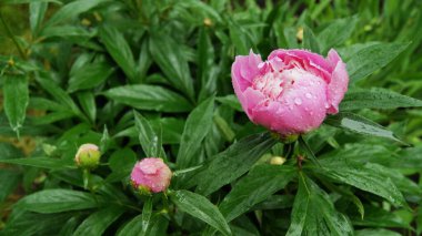 Telefon ve tabletler için şakayık arkaplan. Çiçek yapraklarına çiy damlası düşer. Ukrayna şakayığı. Çiçekler gezegeni. 