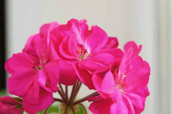 Kırmızı oda pilargonyumu. Konut binalarını ve ofisleri dekore etmek için Pilargonyum çiçekleri. Çiçekli pelargonyum. Telefonlar ve tabletler için kapalı pelargonyumlu arkaplan. 