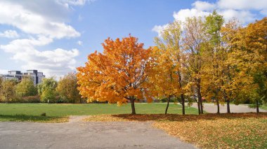 Güneşli bir sonbahar günü. Ternopil sonbaharı. Sarı mavi. Altın Ukrayna Sonbaharı. Telefon ve tabletler için sonbahar arkaplanı. 