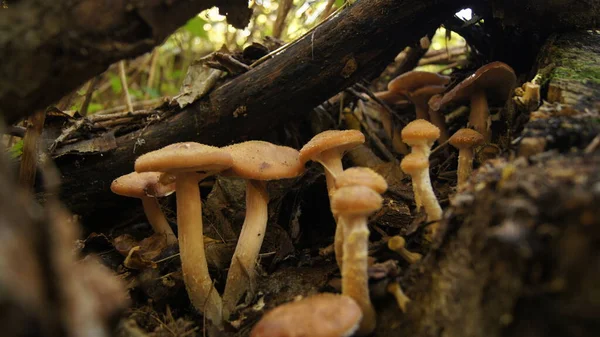 Producten Uit Het Bos Het Eten Van Bos Podpenki Paddestoel — Stockfoto