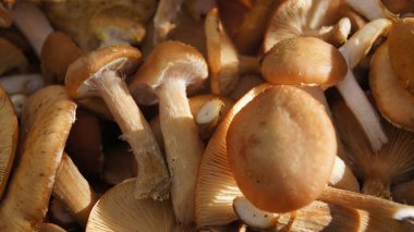 Orman podpenki 'si topladım. Doğanın armağanlarını topluyorum. Telefon ve tabletler için orman mantarlı arka plan. 