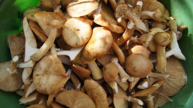 Orman podpenki 'si topladım. Doğanın armağanlarını topluyorum. Telefon ve tabletler için orman mantarlı arka plan. 