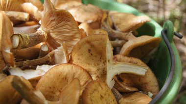 Orman podpenki 'si topladım. Doğanın armağanlarını topluyorum. Telefon ve tabletler için orman mantarlı arka plan. 