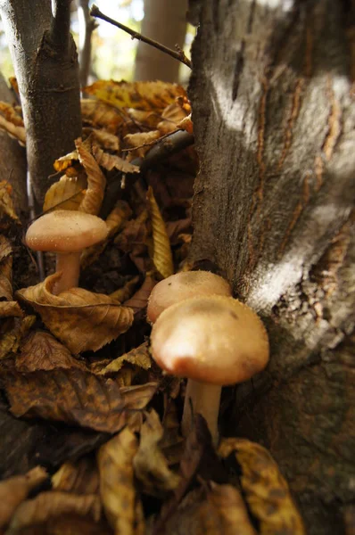 Собирал Лесные Подпенки Собираешь Дары Природы Предпосылки Контекст Forest Mushrooms — стоковое фото