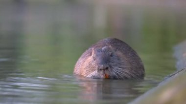 Doğada vahşi bir coypu faresi. Nutria göl suyunda besleniyor.