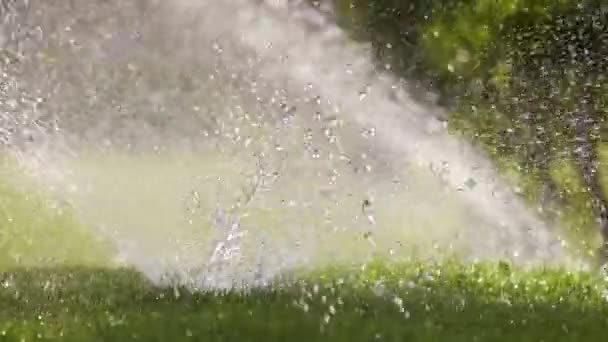 Aspersor Plástico Irrigando Gramado Grama Com Água Jardim Verão Rega — Vídeo de Stock