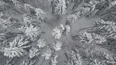 Soğuk ve sakin bir günde, kış ormanlarında yoğun kar yağışı sırasında düşen çam ormanının yukarıdan görünüşü..