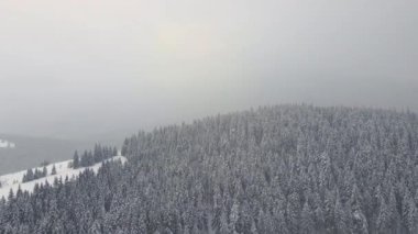 Soğuk ve sakin bir akşamda kış ormanlarında şiddetli kar yağışı sonrası yağan taze karla kaplı, yemyeşil çam ağaçlarıyla hava sisli manzarası..