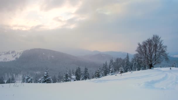 Pinheiros Perenes Cobertos Neve Fresca Durante Neve Pesada Floresta Montanha — Vídeo de Stock