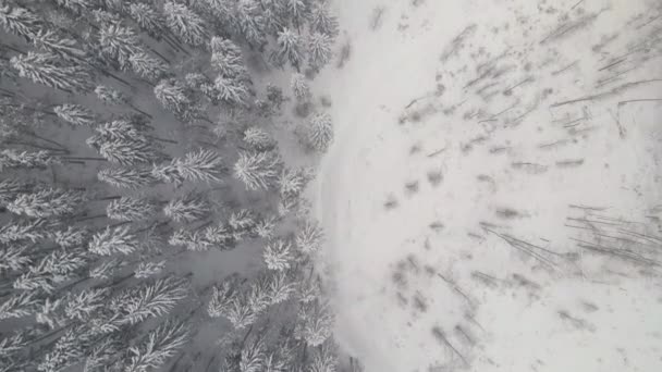 Powietrzny Mglisty Krajobraz Wiecznie Zielonymi Sosnami Pokrytymi Świeżym Padającym Śniegiem — Wideo stockowe