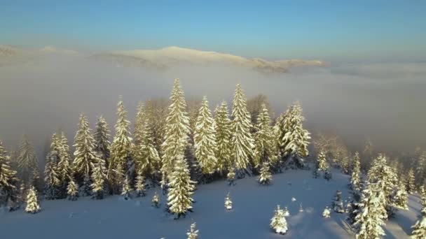 Incredibile Paesaggio Invernale Con Pini Foresta Innevata Montagne Nebbiose Fredde — Video Stock