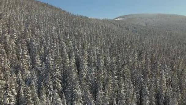 寒い明るい日には冬の山の森の中で新鮮な雪で覆われた背の高い松の木の空中ビュー — ストック動画