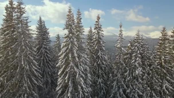 Hoge Pijnbomen Bedekt Met Verse Gevallen Sneeuw Winter Bergbos Koude — Stockvideo
