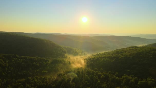 Luchtfoto Van Heldere Mistige Ochtend Boven Donkere Bosbomen Bij Warme — Stockvideo