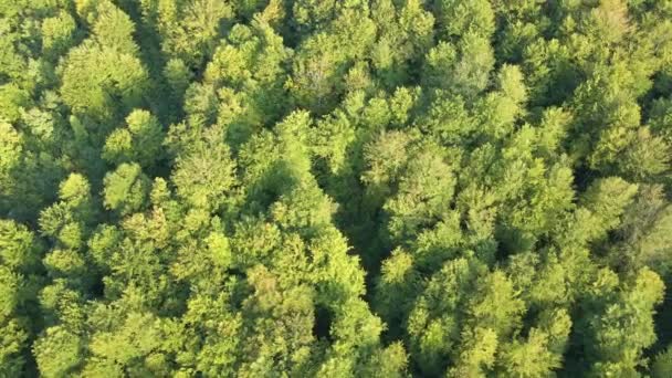 Vue aérienne du haut vers le bas de la forêt sombre et luxuriante avec des arbres verts en été.