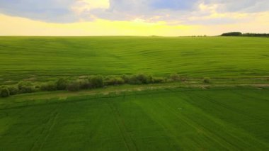Yeşil tarlaların üzerinde uçan vahşi kuşların hava manzarası. Parlak yaz akşamlarında ekinlerin büyüdüğü tarım arazileri..