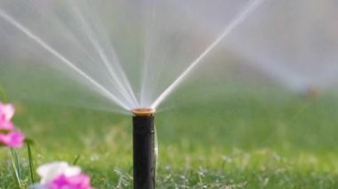 Plastik fıskiyeler çimenleri sulıyor yaz bahçesinde suyla. Yeşil bitkileri sulamak kurak mevsimi taze tutmak içindir..