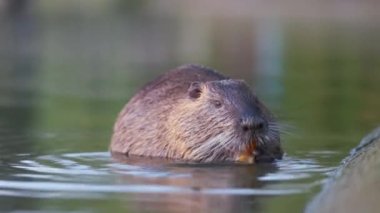 Doğada vahşi bir coypu faresi. Nutria göl suyunda besleniyor.