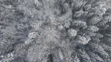 Soğuk ve sakin bir akşamda kış ormanlarında şiddetli kar yağışı sonrası yağan taze karla kaplı, yemyeşil çam ağaçlarıyla hava sisli manzarası..