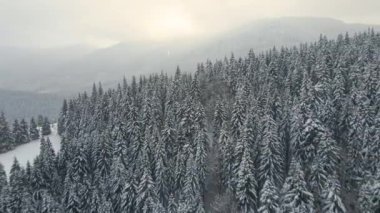 Soğuk ve sakin bir akşamda kış ormanlarında şiddetli kar yağışı sonrası yağan taze karla kaplı, yemyeşil çam ağaçlarıyla hava sisli manzarası..