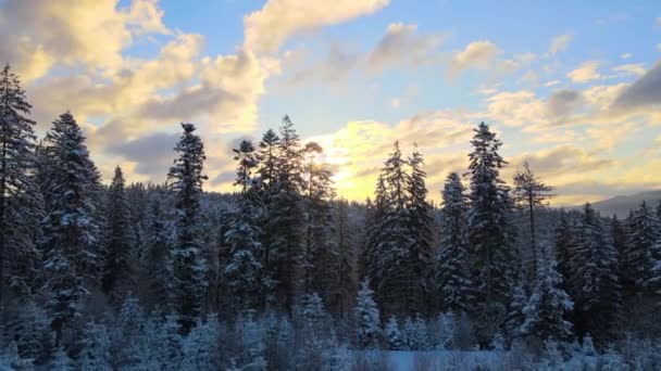 Akşamları Soğuk Dağlarda Karla Kaplı Ormanlardan Oluşan Filizli Karlı Hava — Stok video