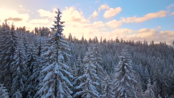 Paisagem Aérea Inverno Com Pinheiros Floresta Coberta Neve Montanhas Frias — Vídeo de Stock