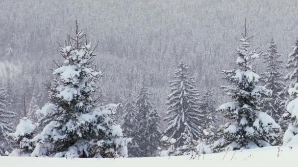 Immergrüne Kiefern Mit Neuschnee Bedeckt Bei Starkem Schneefall Winterlichen Bergwald — Stockvideo