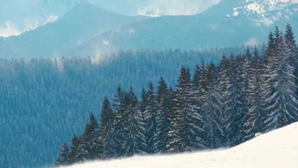 Altos Pinos Siempreverdes Balanceándose Sobre Fuerte Viento Tormentoso Durante Las — Vídeos de Stock