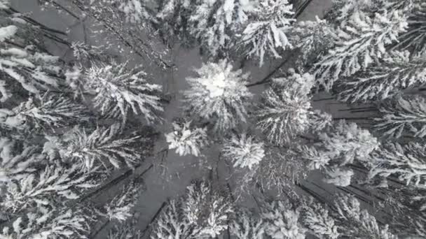 Зверху Вниз Повітряний Вид Падаючого Снігу Вічнозелений Сосновий Ліс Під — стокове відео