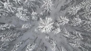 Soğuk ve sakin bir günde, kış ormanlarında yoğun kar yağışı sırasında düşen çam ormanının yukarıdan görünüşü..